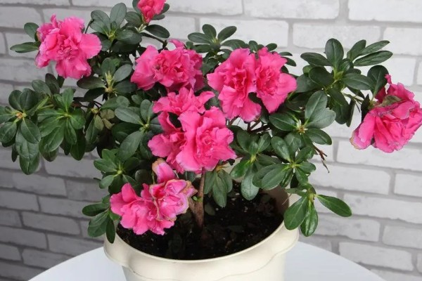 杜鹃花冬季修剪方法，剪除生长不良和过密的枝叶