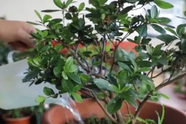 杜鹃花冬季修剪方法，剪除生长不良和过密的枝叶