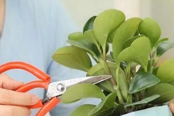 碧玉花怎么修剪,及时剪去徒长枝叶、枯黄枝叶