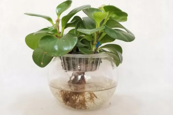 碧玉花怎么修剪,及时剪去徒长枝叶、枯黄枝叶