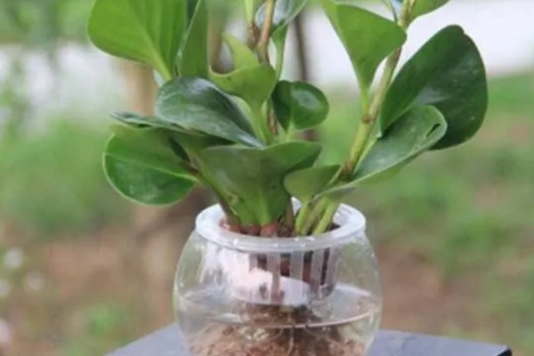 碧玉花怎么修剪,及时剪去徒长枝叶、枯黄枝叶