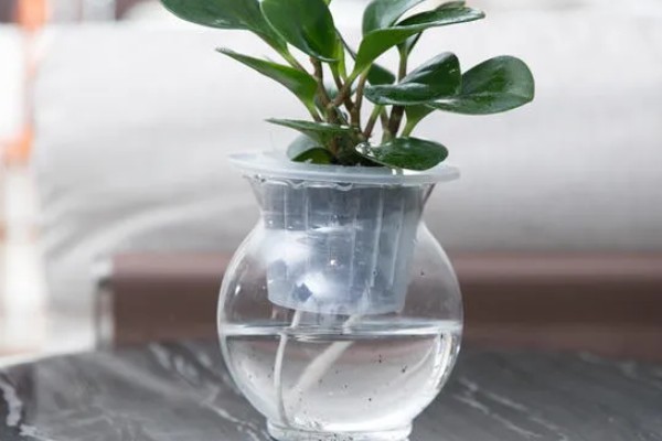 碧玉花怎么修剪,及时剪去徒长枝叶、枯黄枝叶