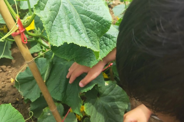 黄瓜的摘叶方法，落蔓之前将植株下部的老叶全部摘除