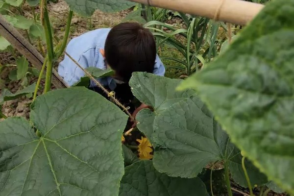 黄瓜的摘叶方法，落蔓之前将植株下部的老叶全部摘除