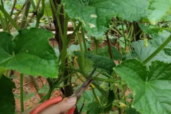 黄瓜的摘叶方法，落蔓之前将植株下部的老叶全部摘除
