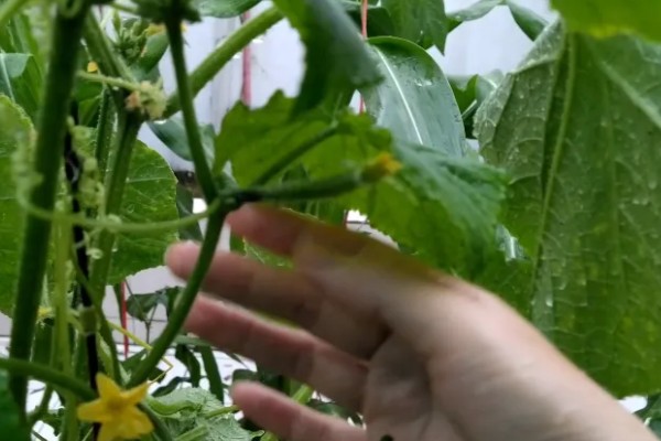 黄瓜的摘叶方法，落蔓之前将植株下部的老叶全部摘除