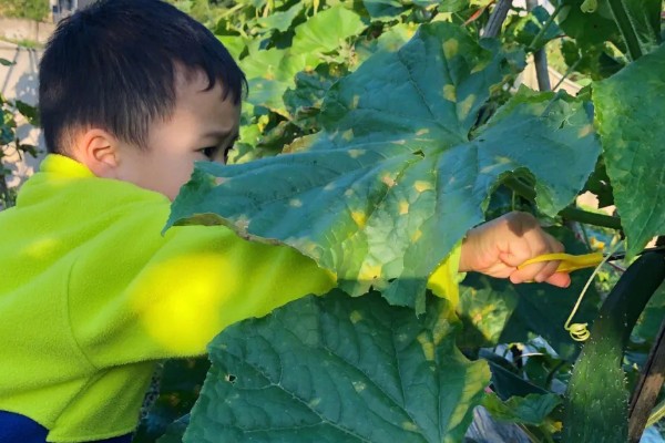 黄瓜的摘叶方法，落蔓之前将植株下部的老叶全部摘除