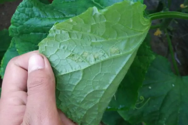 黄瓜的摘叶方法，落蔓之前将植株下部的老叶全部摘除