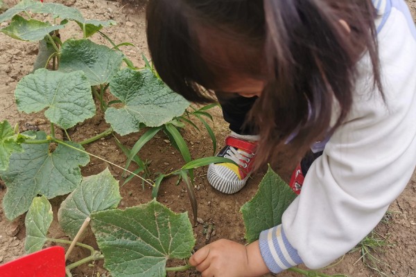 黄瓜的摘叶方法，落蔓之前将植株下部的老叶全部摘除