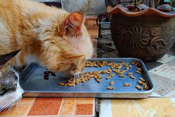 猫为什么会拉肚子，可能是消化不良、肠胃不适等因素造成