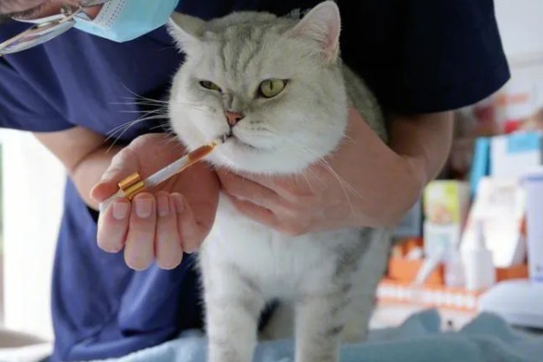 猫为什么会拉肚子，可能是消化不良、肠胃不适等因素造成