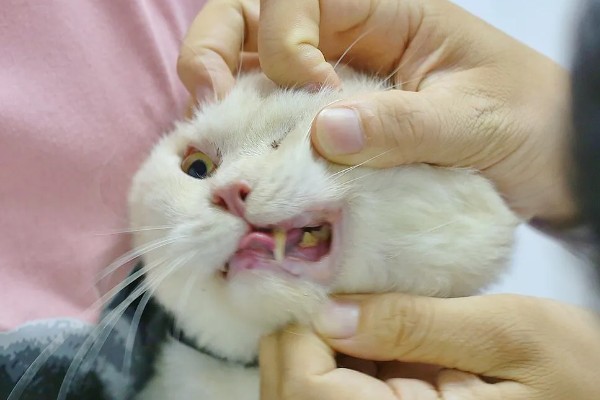 猫为什么会拉肚子，可能是消化不良、肠胃不适等因素造成