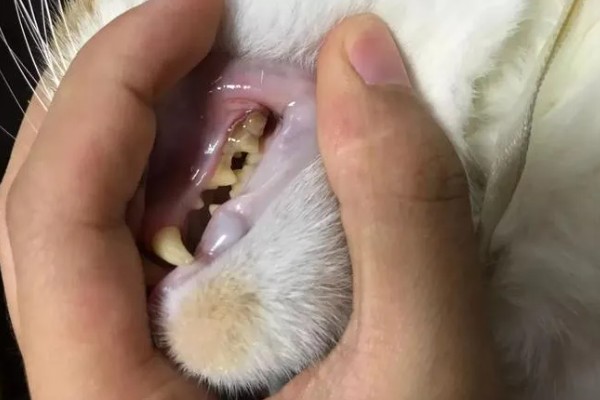 猫为什么会拉肚子，可能是消化不良、肠胃不适等因素造成