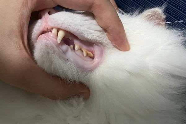 猫为什么会拉肚子，可能是消化不良、肠胃不适等因素造成