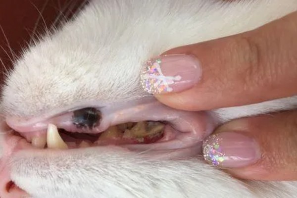 猫为什么会拉肚子，可能是消化不良、肠胃不适等因素造成