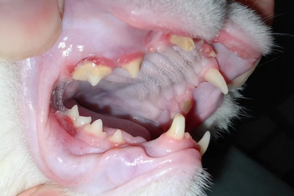 猫为什么会拉肚子，可能是消化不良、肠胃不适等因素造成