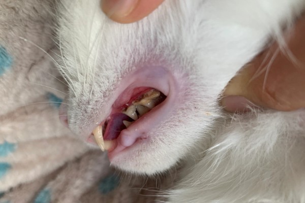 猫为什么会拉肚子，可能是消化不良、肠胃不适等因素造成