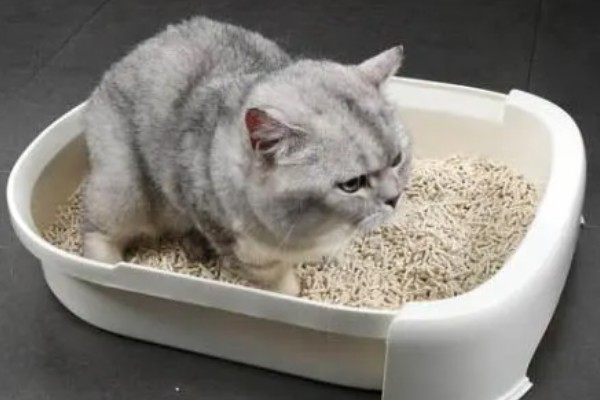 猫为什么会拉肚子，可能是消化不良、肠胃不适等因素造成