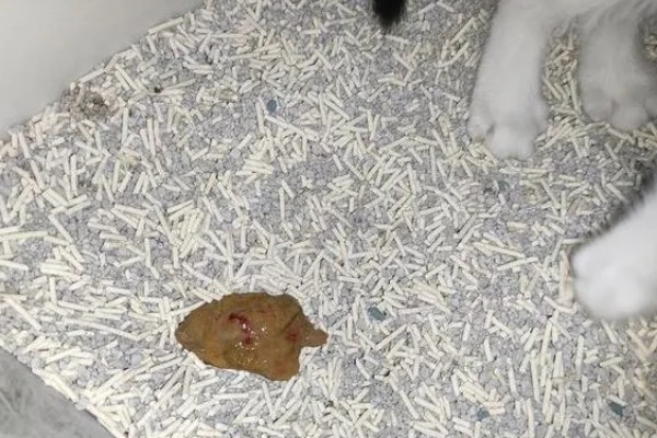 猫为什么会拉肚子，可能是消化不良、肠胃不适等因素造成