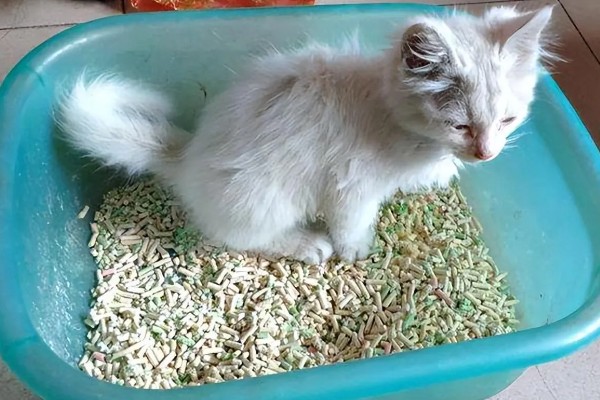 猫为什么会拉肚子，可能是消化不良、肠胃不适等因素造成