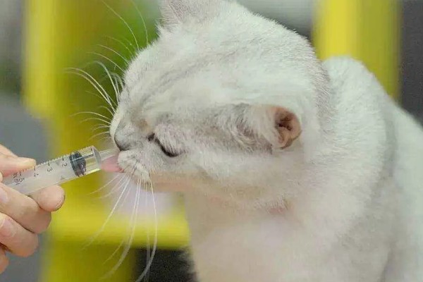 猫为什么会拉肚子，可能是消化不良、肠胃不适等因素造成