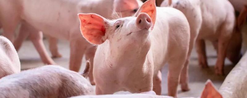 为什么美国猪叫莱猪,美国猪中大多含有莱克多巴胺