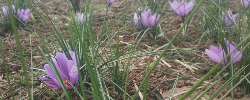 西红花的简介,一般是指番红花