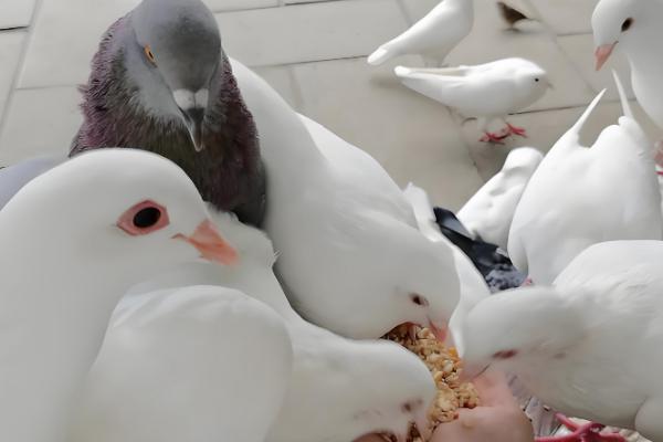 土霉素可以治鸽子拉水便吗,生病导致的可以治