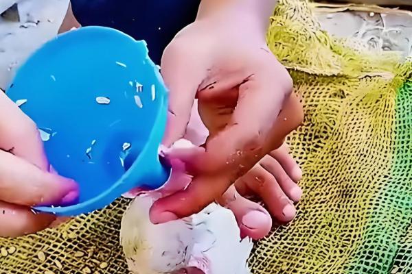 土霉素可以治鸽子拉水便吗,生病导致的可以治