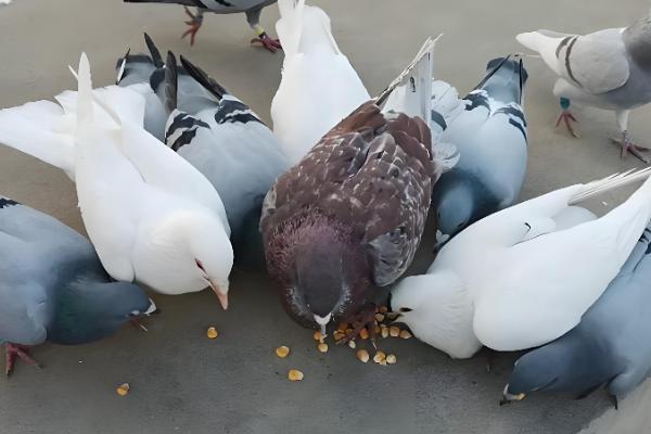土霉素可以治鸽子拉水便吗,生病导致的可以治