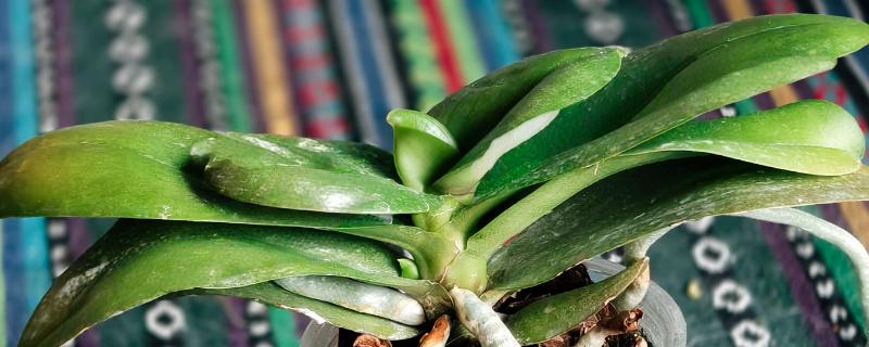 蝴蝶兰浇水的方式，花盆较轻的话就需及时浇水