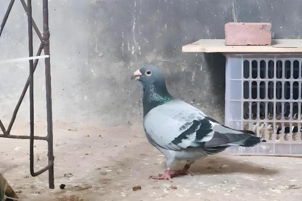 土霉素可以治鸽子拉水便吗,生病导致的可以治