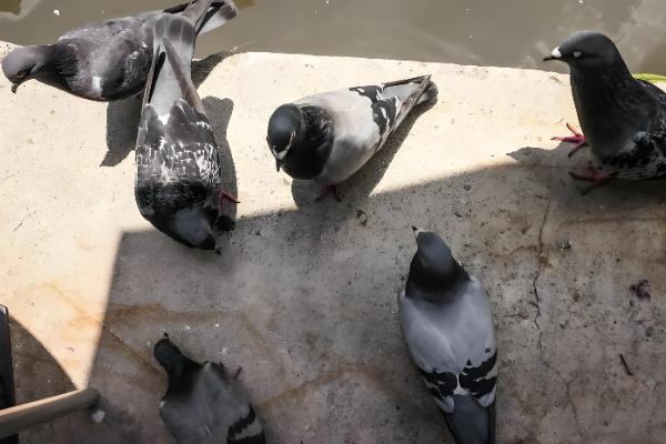 土霉素可以治鸽子拉水便吗,生病导致的可以治