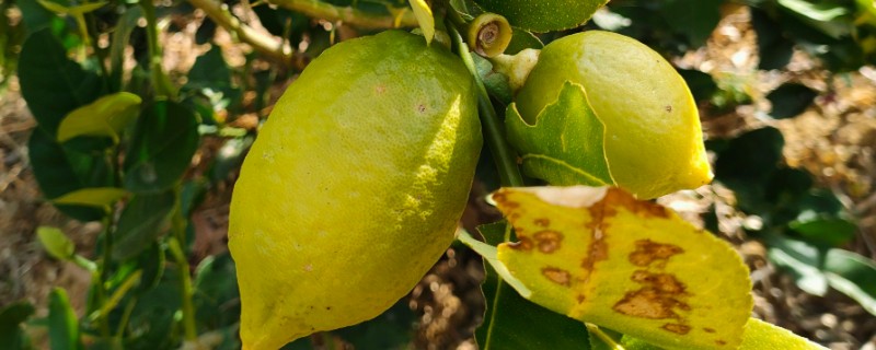 中国柠檬的产地，产自台湾、广东、广西等地