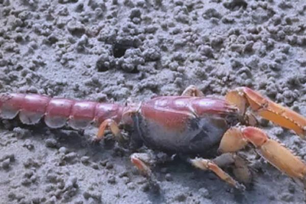 泥虾是海虾吗,泥虾分布于中国南北沿海