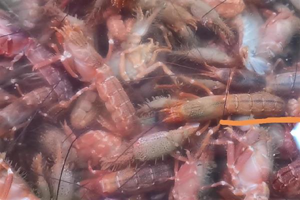 泥虾是海虾吗,泥虾分布于中国南北沿海