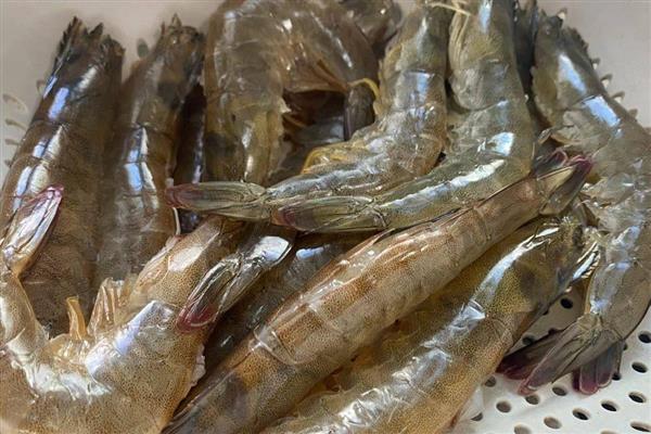 泥虾是海虾吗,泥虾分布于中国南北沿海