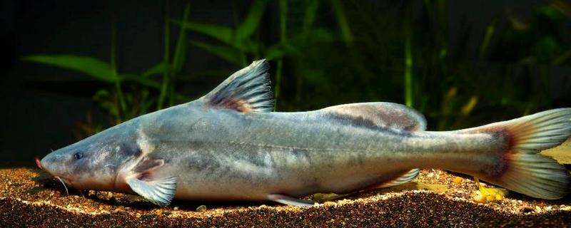 长吻鮠是不是保护鱼类，长吻鮠是保护鱼类