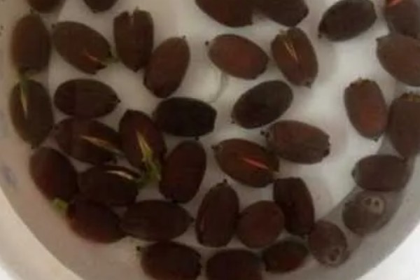 荷花的种植方法，生长期间追施一次尿素