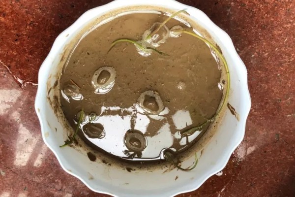 荷花的种植方法，生长期间追施一次尿素