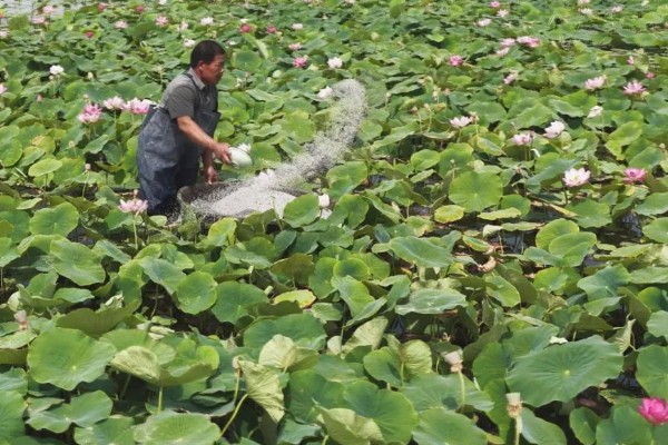 荷花的种植方法，生长期间追施一次尿素