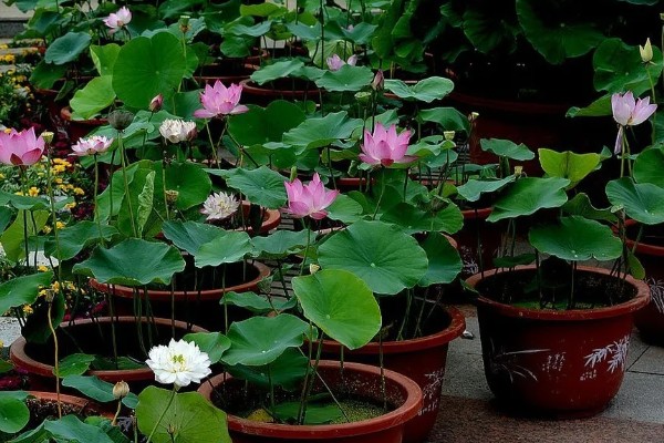 荷花的种植方法，生长期间追施一次尿素