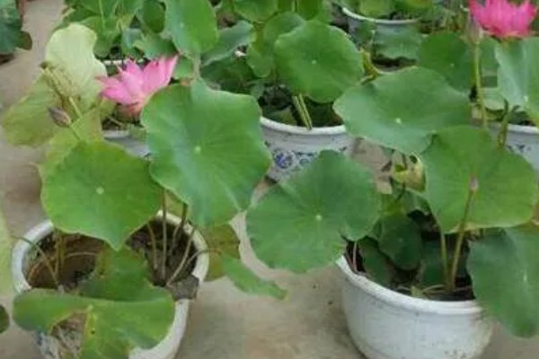 荷花的种植方法，生长期间追施一次尿素