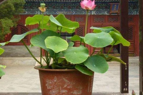 荷花的种植方法，生长期间追施一次尿素