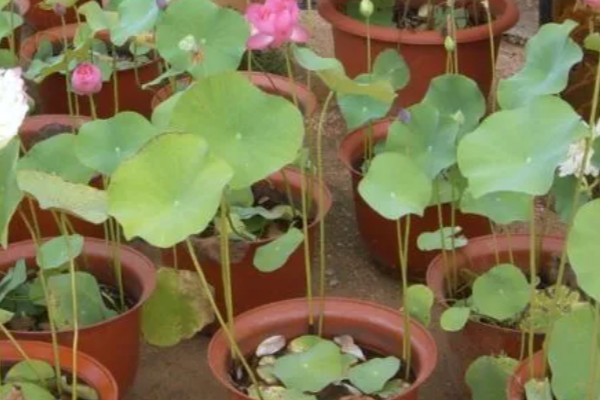 荷花的种植方法，生长期间追施一次尿素