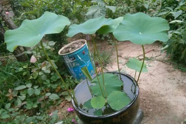 荷花的种植方法，生长期间追施一次尿素