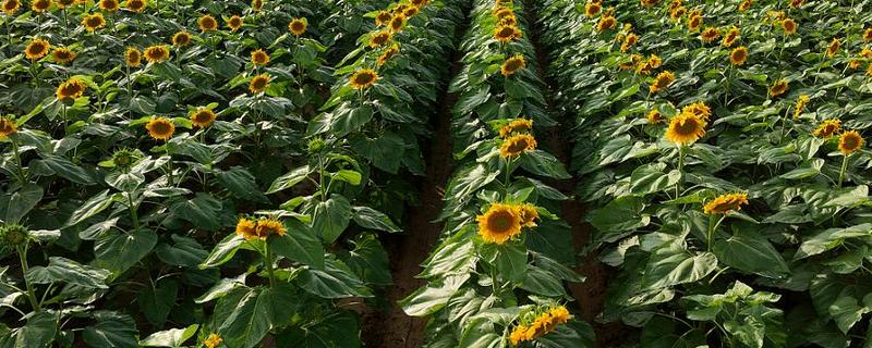 葵花苗前封闭除草剂怎么用，经过二次稀释会更加安全