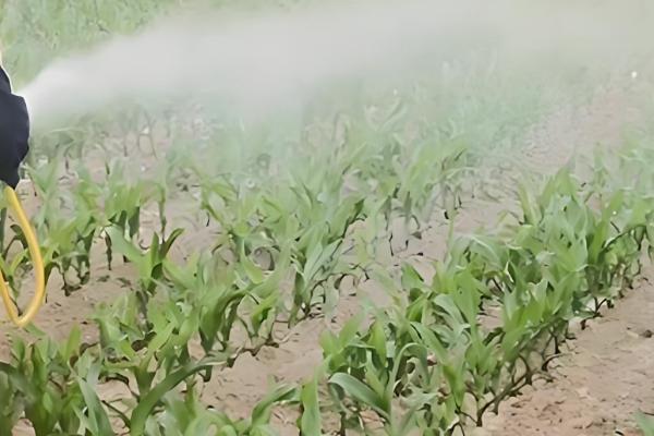 玉米什么时候打药，在3-5片叶期和杂草2-4叶期时