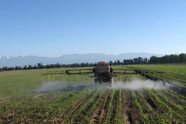 玉米什么时候打药，在3-5片叶期和杂草2-4叶期时