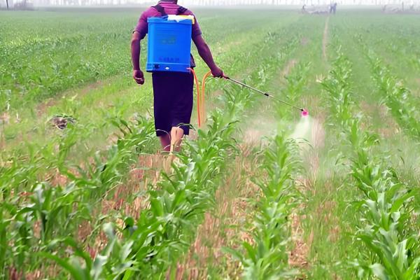 玉米什么时候打药，在3-5片叶期和杂草2-4叶期时